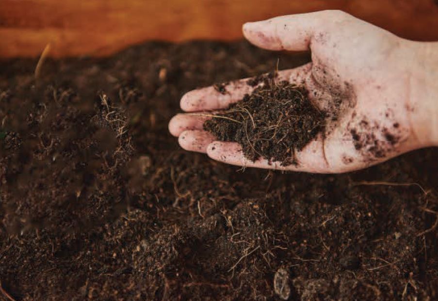 Kokosblöcke und Briketts