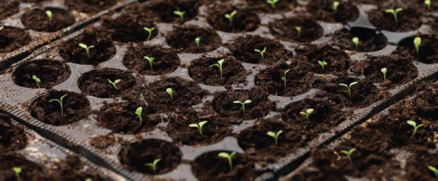 Kokosblöcke und Briketts